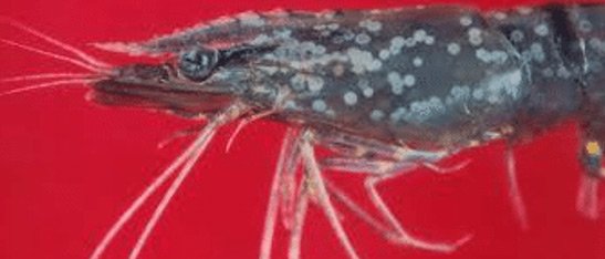 AquaGrow
