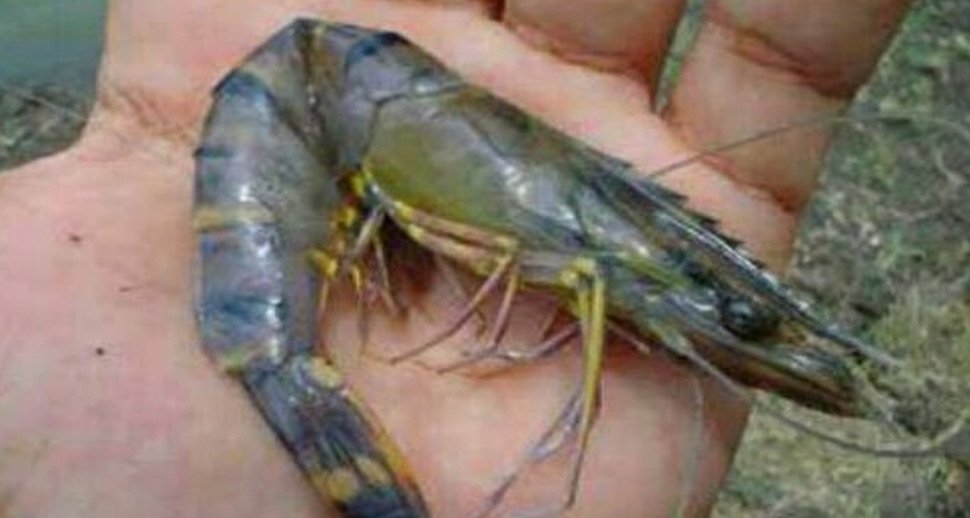 AquaSoil