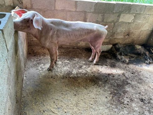 PigNatur