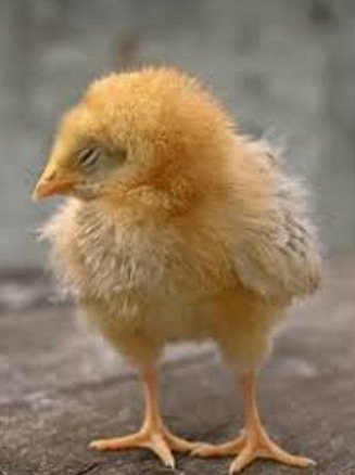 Poultry Challenge