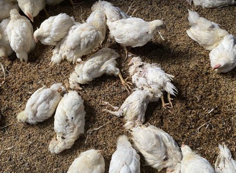 Poultry Challenge