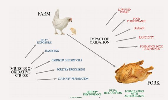 Poultry Challenge