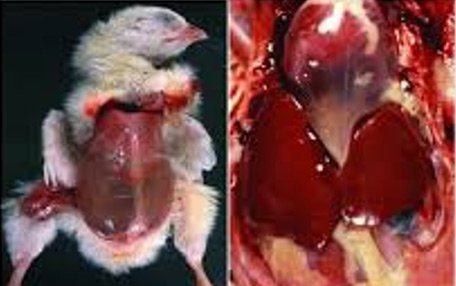 Poultry Challenge